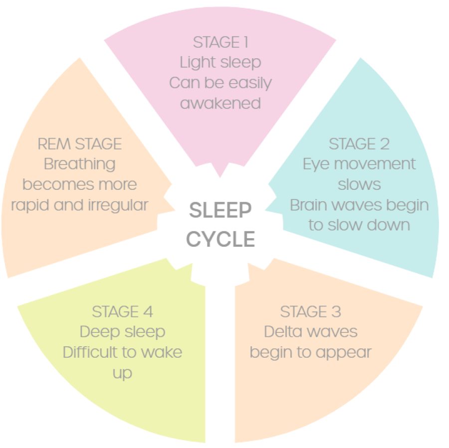 Stages of Sleep Cycle