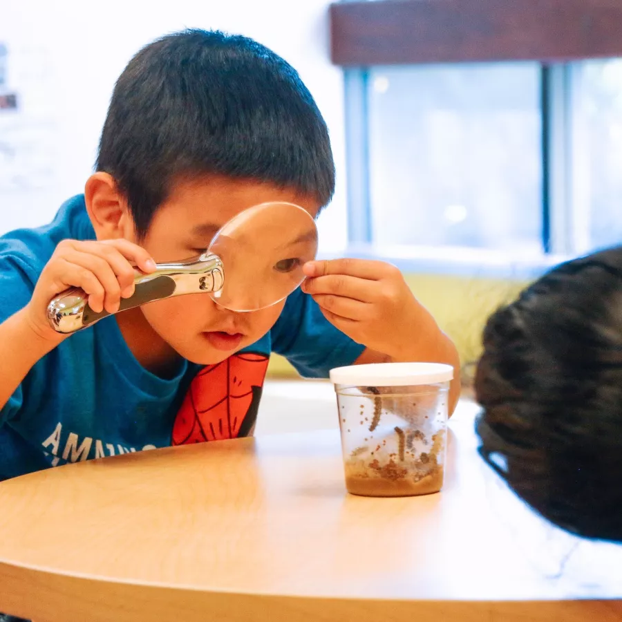 child investigating insects at our Bellevue daycare