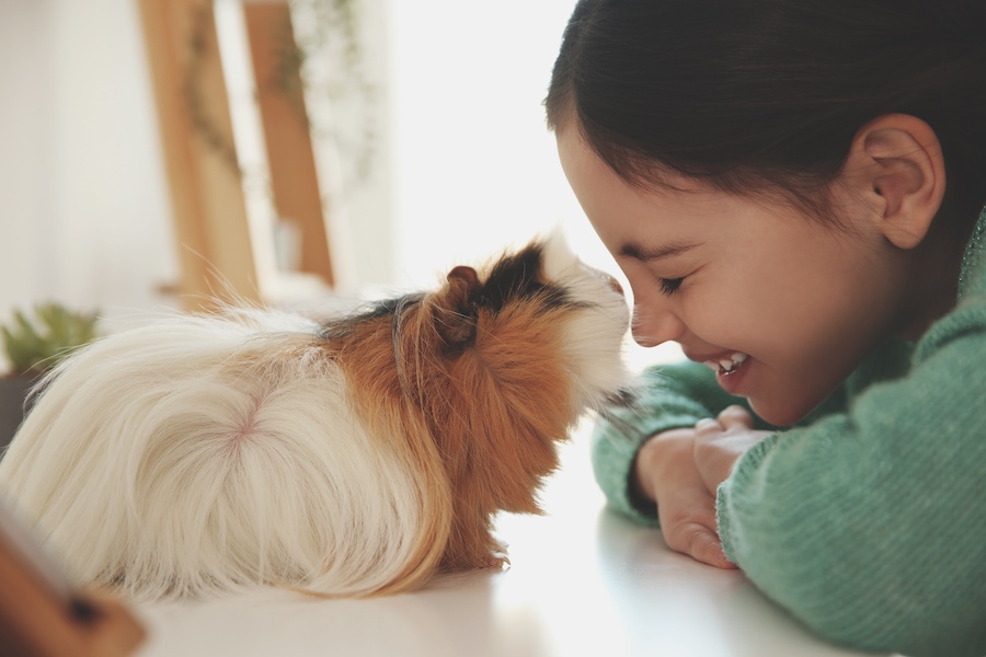 Considerations for a family pet