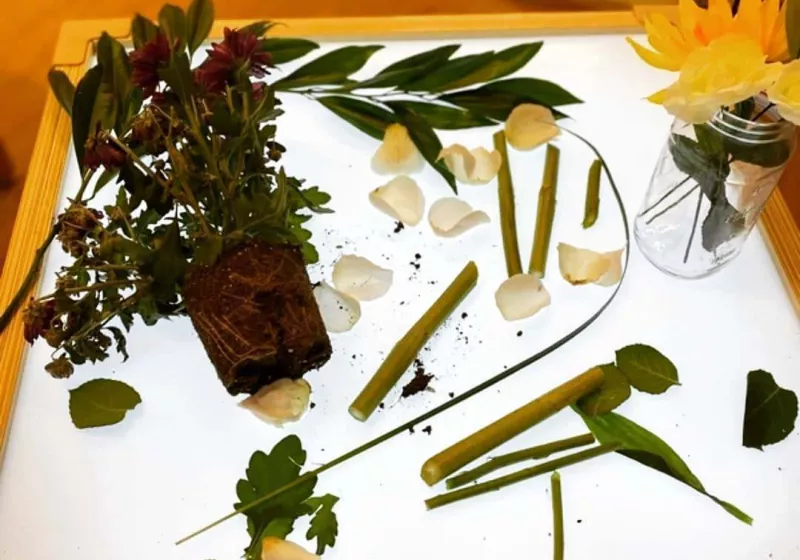 216743358 2189121434563939 1604594847326958740 n