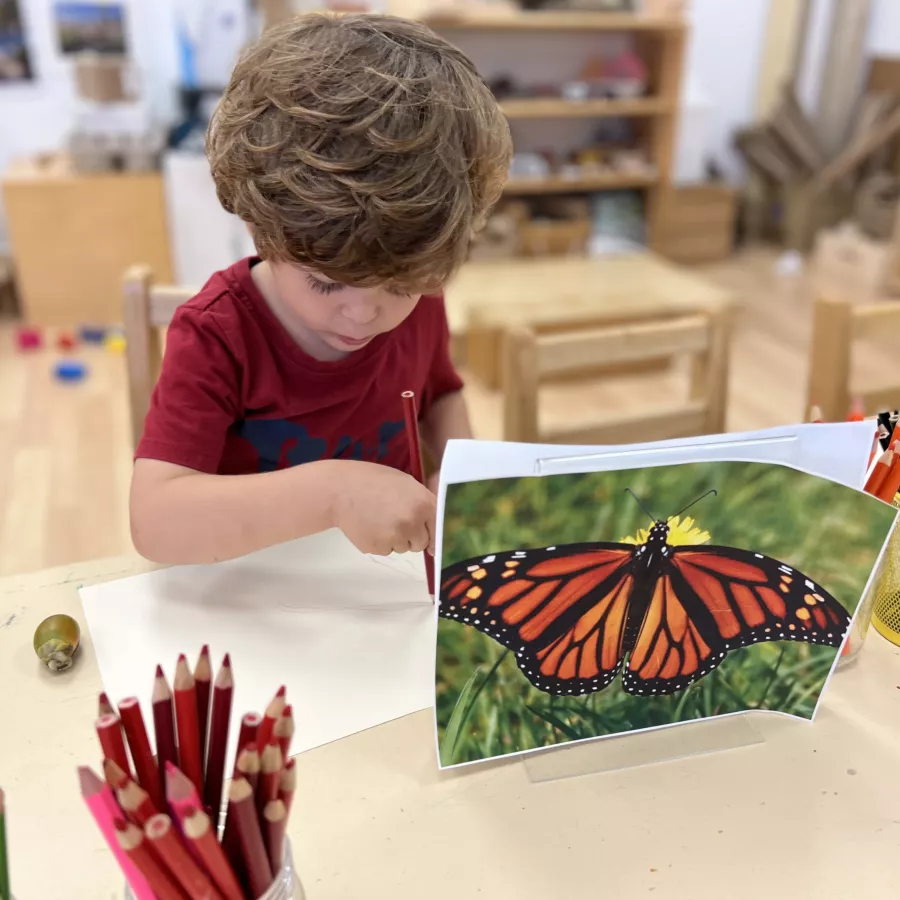 Drawing a butterfly